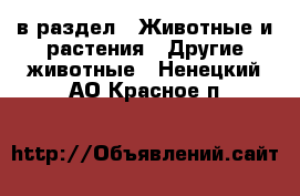  в раздел : Животные и растения » Другие животные . Ненецкий АО,Красное п.